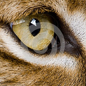 Close-up on a feline' eye - Eurasian Lynx