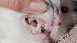 Close-up of feline fangs. A woman checks the teeth of a pet.