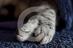 Close up of feline's feet