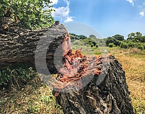 Close up of Felled Tree in the forest