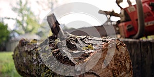 Close-up of a felling tree on the background of the saw. Life outside the city, nature. Work on the preparation of firewood