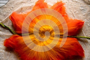 Close up of felting wool layers texture. Gradient from yellow to bright orange colors. Sheep carded wool laid out for felt project photo