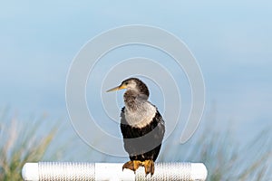 Close up on a female Anhinga bird also known as Anhinga anhinga