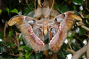 Close-up of a female Attacus atlas or Atlas moth