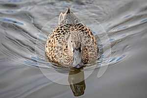 Close up of a female Australasian Shoveler duck  swimming