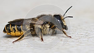 Close up of a female banded bee , Megachile ericetorum resting o