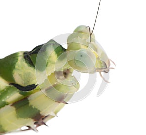 Close-up of Female Banded Flower Mantis