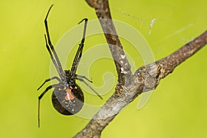 Southern Black Widow Spider - Latrodectus mactans