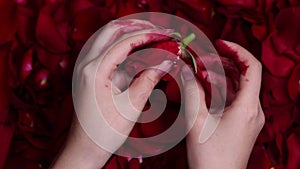 Close-up female bloodied hands tearing a rose flower and throwing petals. Concept art of unhappy love, witchcraft ritual