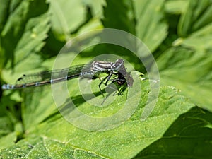 Close-up of the female blue form of the azure damselfly (Coenagrion puella) eating it\'s prey on a green leaf