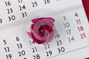 Close-up of female calendar of periods for checking the days of menstruation, isolated on a red background. Medical healthcare gyn