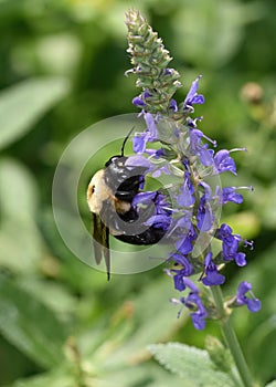 Close-up of a female Carpenter Bee, Xylocopa virginica, feeding on a Salvia flower