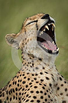 Close-up of female cheetah in grass yawning