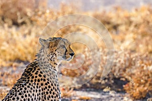 A close up of a female cheetah sitting in spectacular light looking alert, Onguma Game Reserve, Namibia.