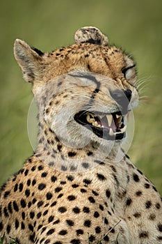 Close-up of female cheetah yawning in grass