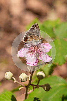 Close up of a female common blue polyommatus icarus butterfly on a blackberry rubus blossom seen at Mattinata, Gargano Nationa