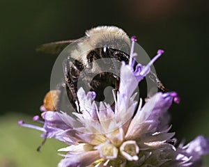 Close up of female Common Eastern Bumble Bee (Bombus impatiens)