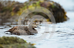 Close up of a female common eider