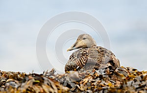 Close-up of a female common eider lying on the seaweed