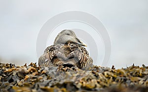 Close-up of a female common eider in seaweed