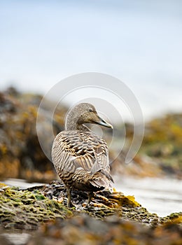 Close-up of a female common eider standing on the coast on seaweed