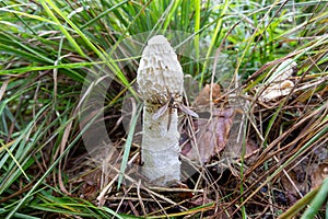 Close up of a female Common Stinkhorn, Phallus impudicus, and Meadow Crane fly, Tipula paludosa