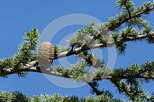 Close-up of female cone on branch of Cedar Tree Cedrus libani or Lebanon Cedar in park Aivazovsky, Partenit