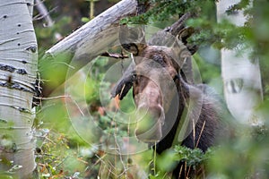Close Up of Female Cow Moose in the Forest Looking at the Camera