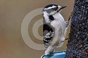 Close up of a female Downy woodpecker Picoides pubescens feeding on sunflower seeds from a bird feeder during early spring.