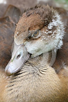 close up of a female duck