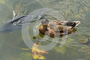 Close up of a female duck on a lake