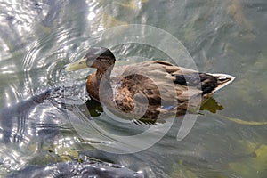 Close up of a female duck on a lake