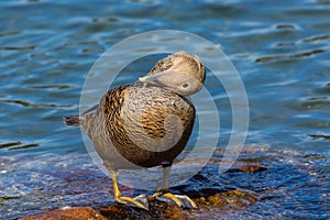 Close-up female eider duck somateria mollissima with head on plumage