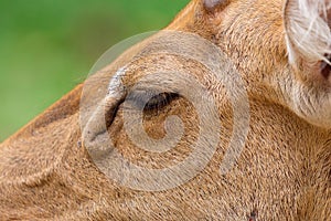 Close-up female Eld`s deer (Rucervus eldii thamin).