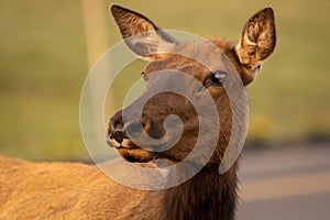 Close Up of Female Elk