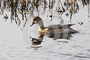 Close-up of a female Eurasian wigeon. Arctic