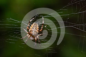 Close-up of a female European garden cross spider Araneus diadematus in the web