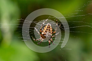 Close-up of a female European garden cross spider Araneus diadematus in the web