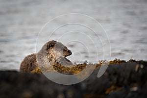 Close up of female European Otter Lutra lutra