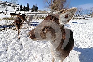 Close up of a female fallow deer in winter in the snow