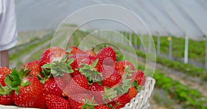 Close up of female farmer holding basket of strawberry