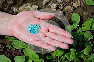 Close up of female farmers hand holding vegetable seeds.