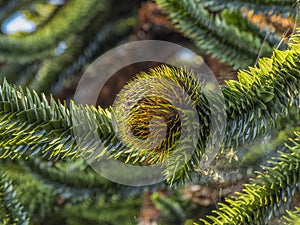 Close Up Of The Female Fruit of the Monkey Puzzle Tree Araucaria araucana photo