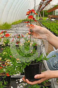 Close up of female gardener taking care of flower seedling. Commercial cultivation houseplants in a greenhouse.