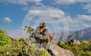 Close up of a female Gelada monkey with a baby sitting on a rock