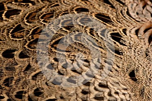 Close up of Female Golden Pheasant or `Chinese Pheasant `, Chrysolophus pictus