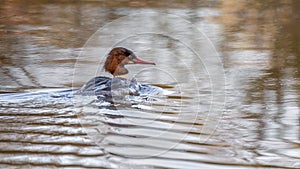 Close up of a female goosander swimming