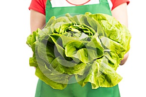 Close-up of female grocery worker holding fresh green lettuce