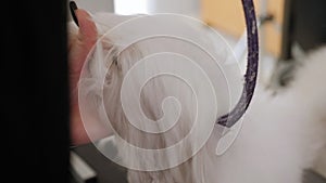 Close-up of a female groomer combing a Bichon Bolognese with comb.