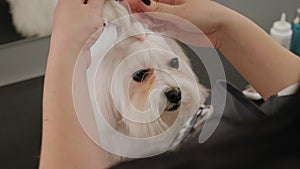 Close-up of a female groomer combing a Bichon Bolognese with comb.